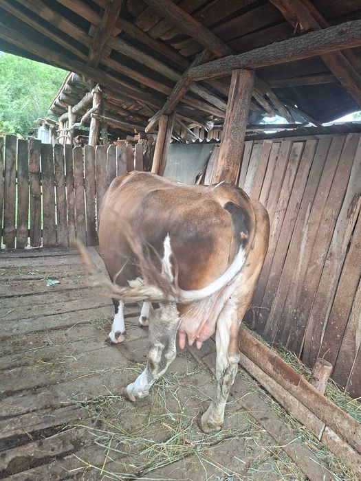 Vacă  de vanzare