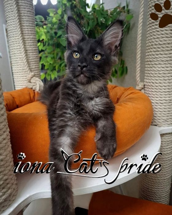 Котенок мейн-кун продается