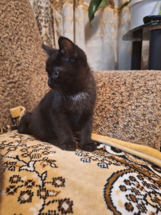 Отдам котика в хорошие руки