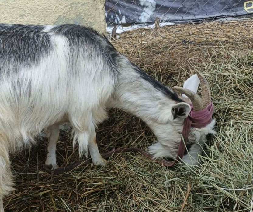Коза дойная, коза беременная, козёл, козлята