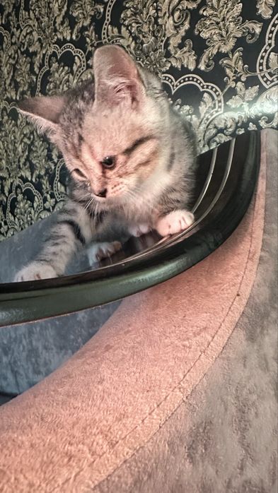 Котята девочки отдам в добрые руки….