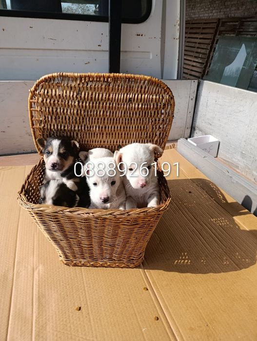 Нова,подобрена българска порода.Безплатна доставка и подарък