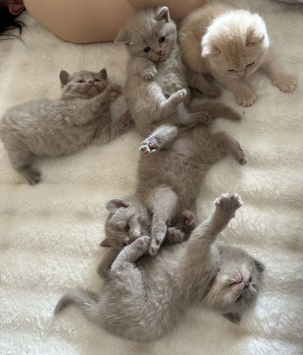 Британские котята