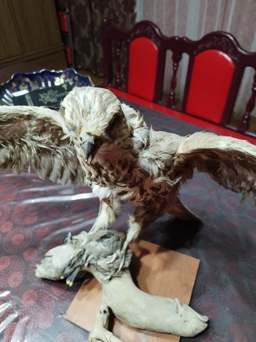 Продается чучело сокола балобана