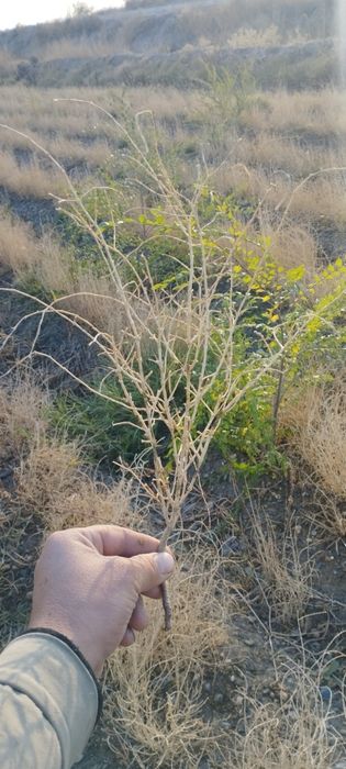 Саксовул  ( saksovul ) декларативный дарахтлар