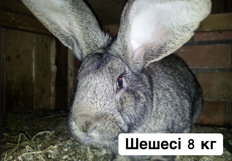 Фландр ………… Қоян 5 көжегімен
