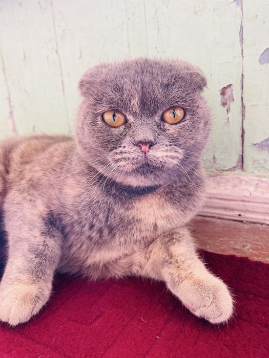 Scoldsh fold kelishiladi