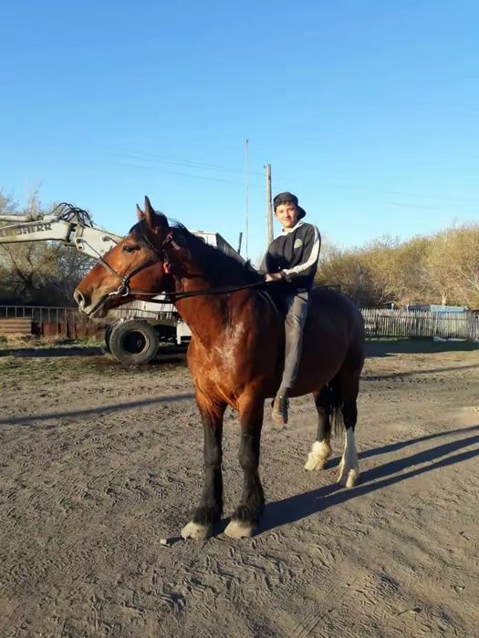 Айғыр Тяж Жеребец