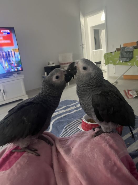 Vand pui Jako 3 luni.  Extrem de iubitor.