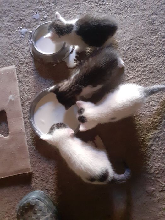 Donez pisoi si catei