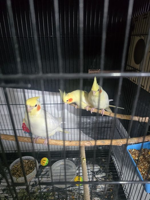 Кореллы птенцы молодые