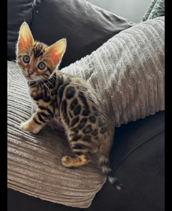 Бенгалски котета