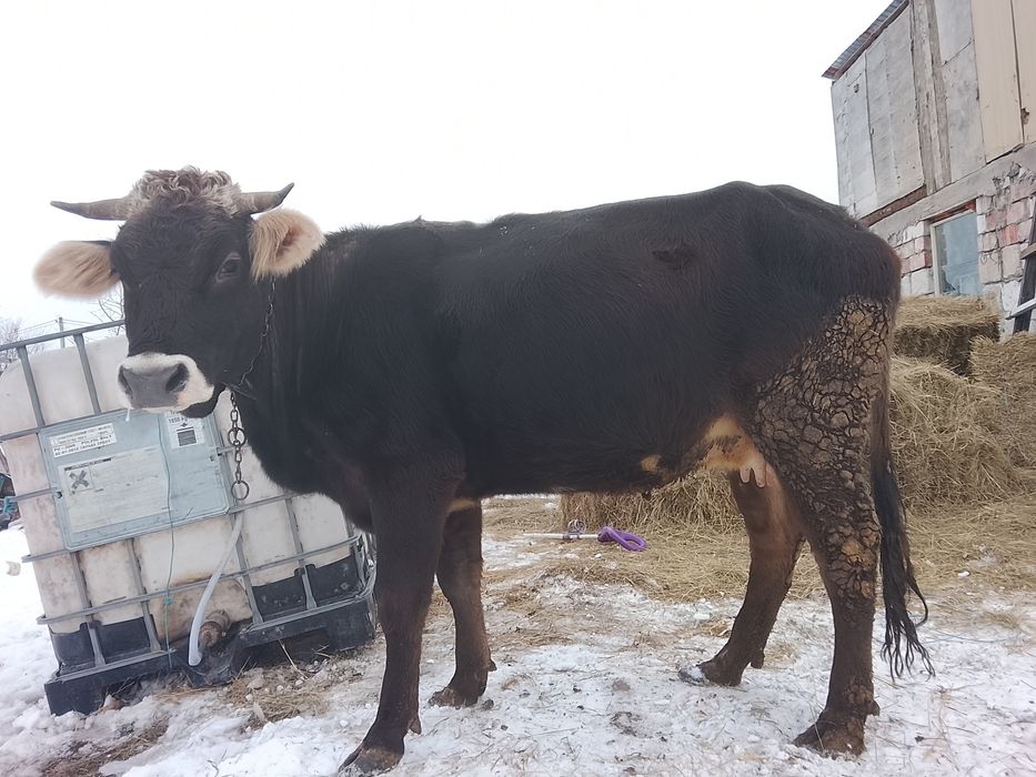 Vând junică cu primul vițel vine cu al doilea vițel este gestantă