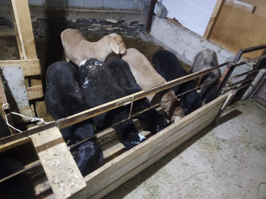 Бордақыда тұрған семіз қойлар