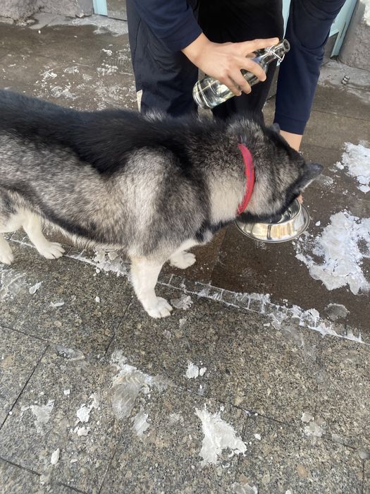 Найдена собака хаски