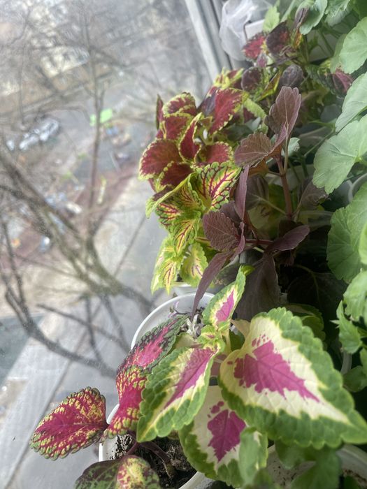 Цветы комнатные в подарок