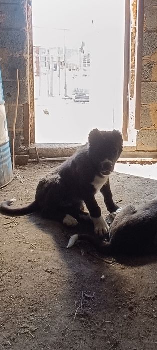 Тобет щенок кобель