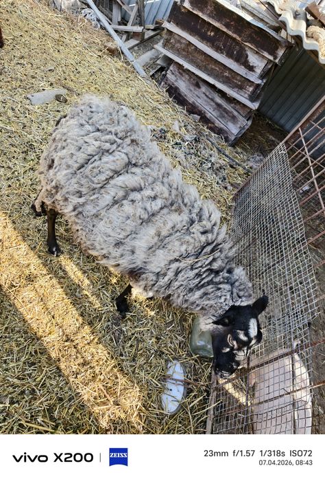 Бараны ,ярки, молодые