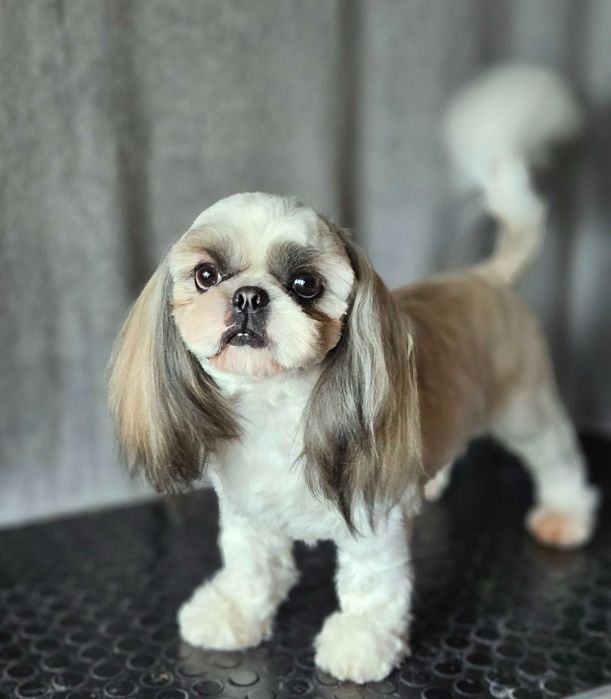 Shih Tzu mascul alb-auriu