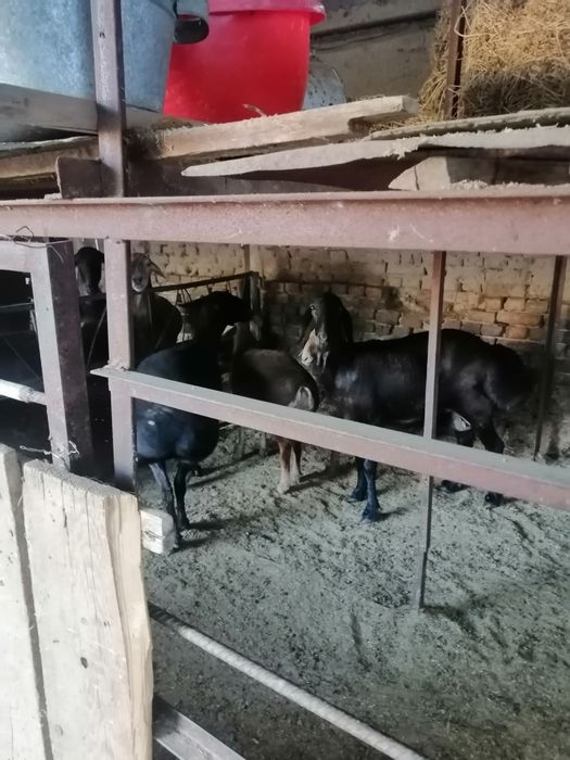 қой сотаман арашан хисори