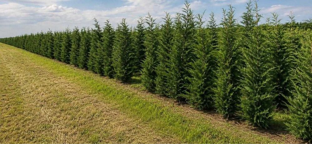 Leylandii gard viu crescuti in ghiveci ofer factura si garantie oriunde in tara