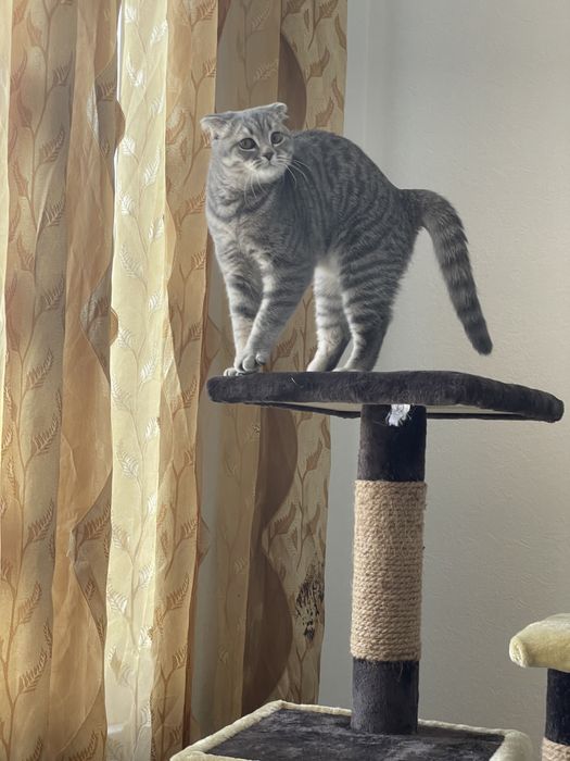 Продам котёнка