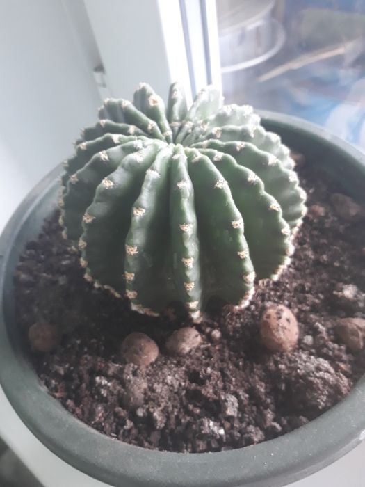 Кактус родом из СССР