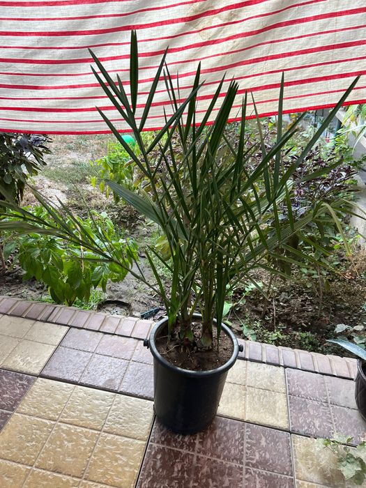 Финиковая пальма 5 летние. Хурмо дарахти