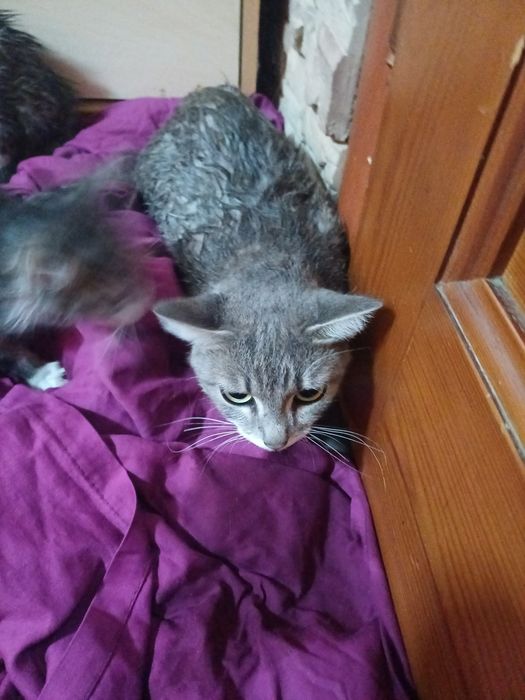 Отдам котят отдам