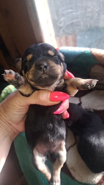 Готовятся к продаже щенки