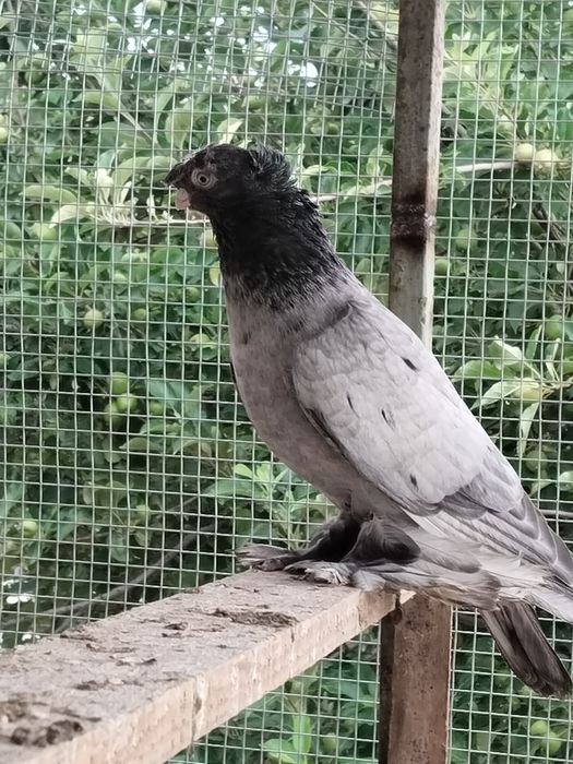 Голубы шалхар самец