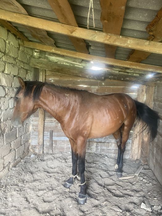 Айғыр 5 жасар  мінгі біледі