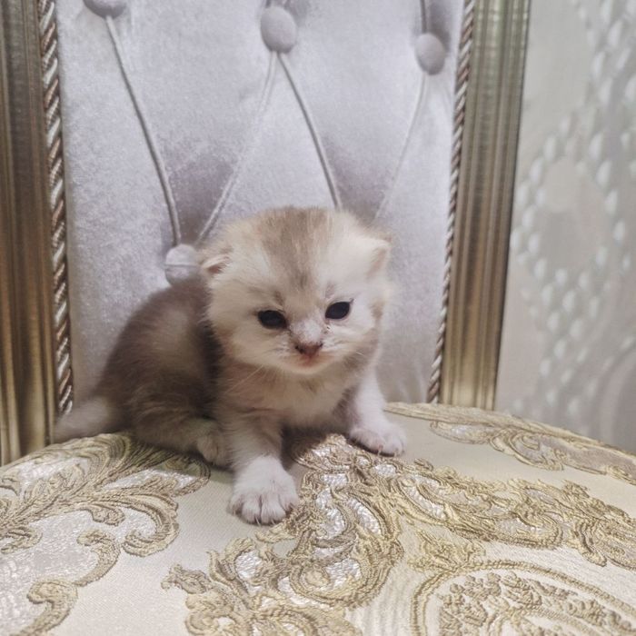Sotiladi soglom Scottish fold