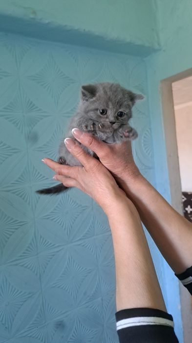 Британские котята