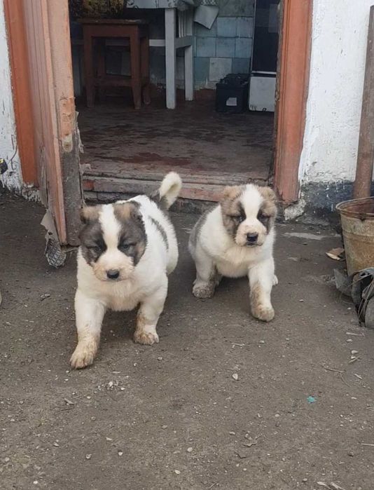 Алабай  (САО) щенок