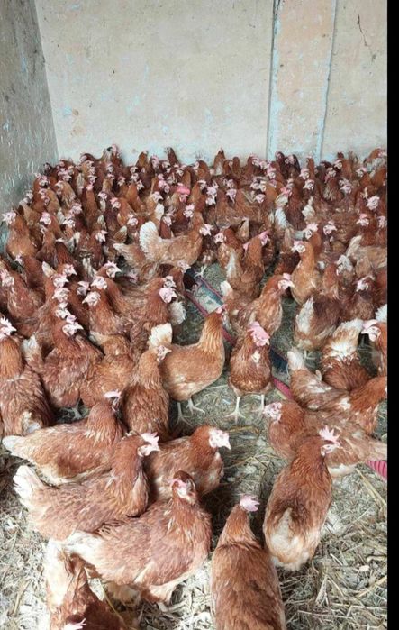 Găini Roșii ouătoare 90% împanate! 18 Lei buc.