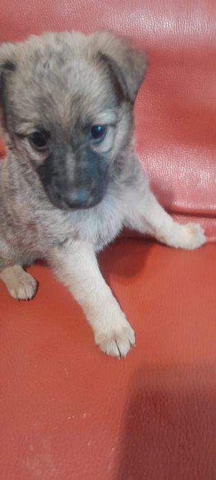 Отдам щенка в добрые руки