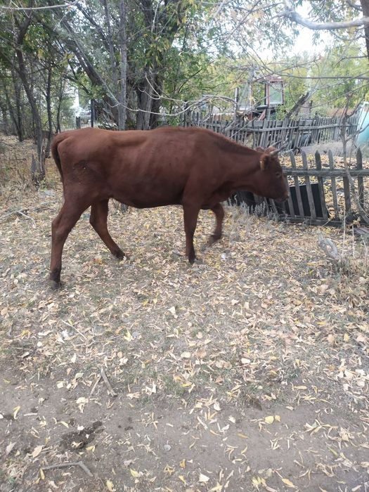 Срочно продам скот