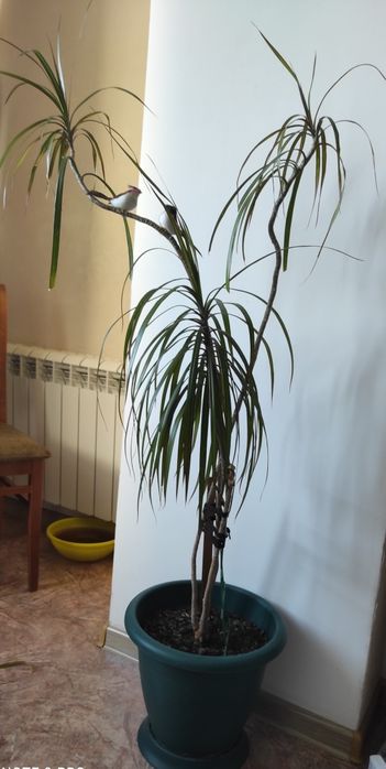 Комнатные цветочки