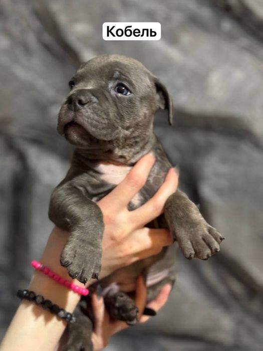 Щенки американского булли