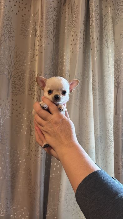 Чихуахуа кучета 2