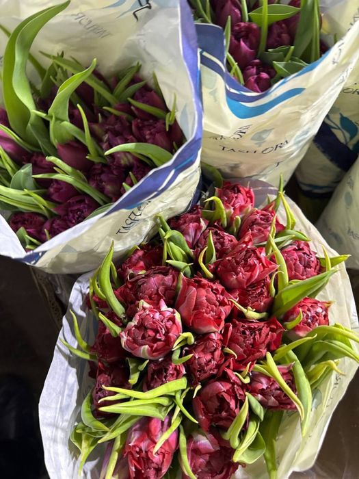 Голладнские тюльпаны оптом