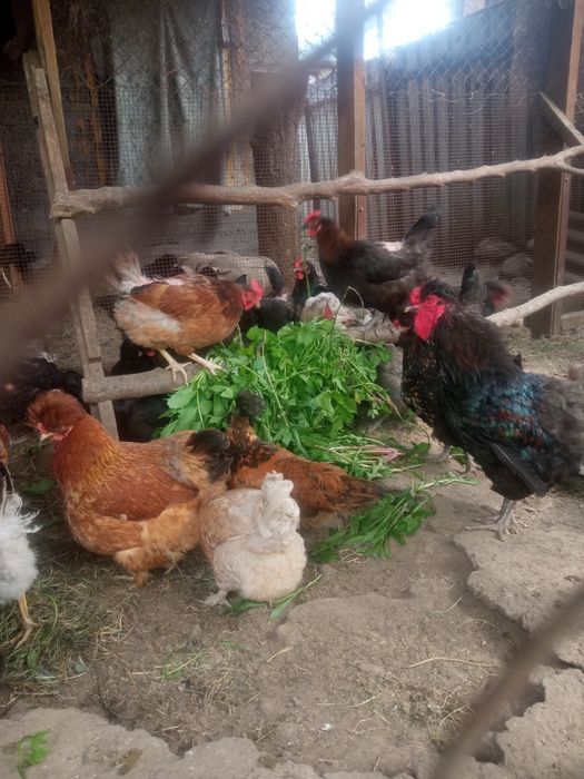 500 тен. Продам цыплят.