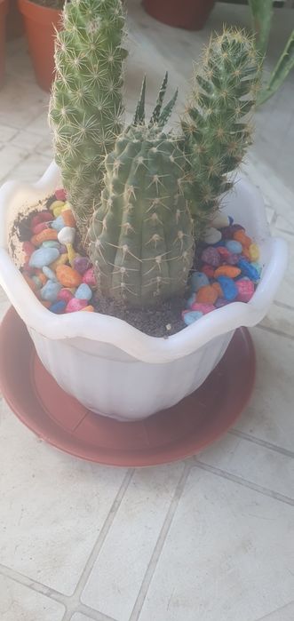 Коллекциные кактусы