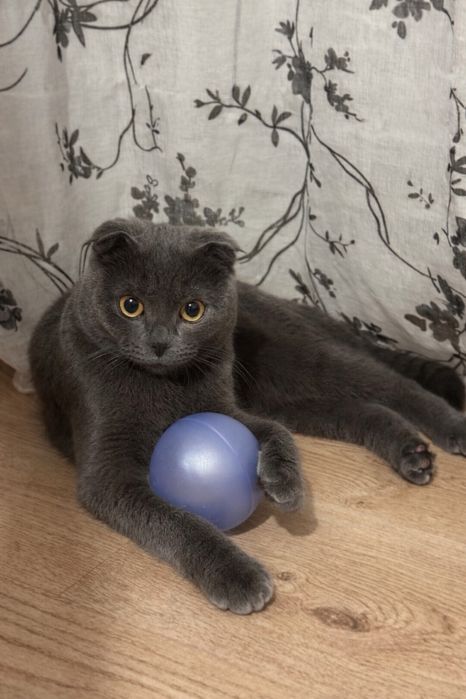 Ищем кошку для вязки