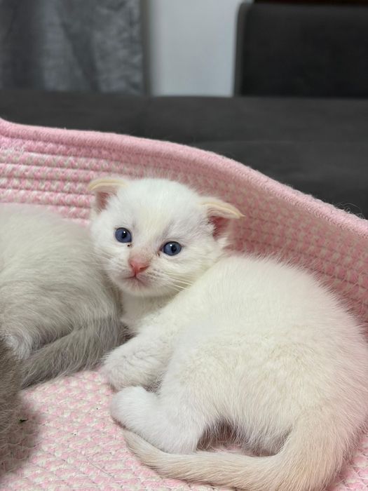 Котятв вислаухие