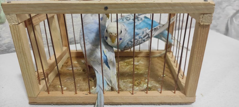 Продается Волнистые попугаи