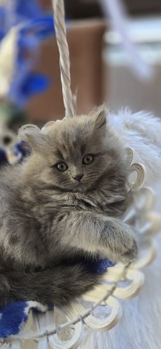 Pisica British Blue