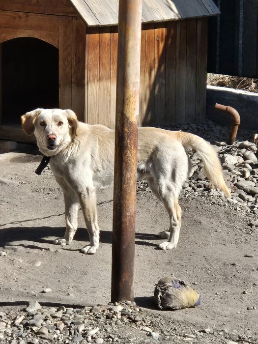 Отдам бесплатно, лабродор.