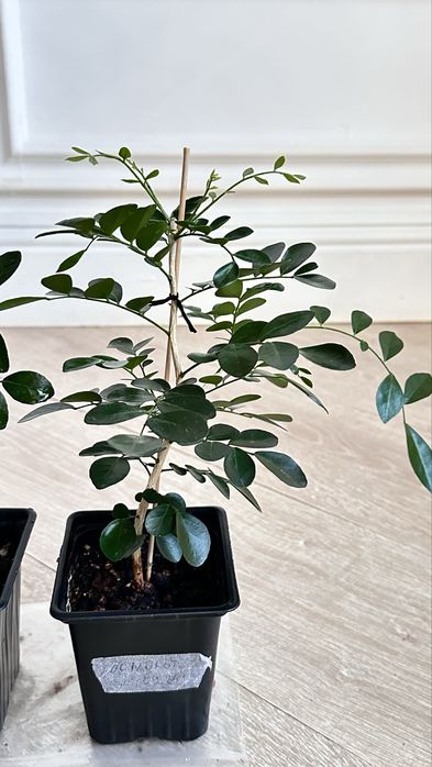 Мурайя (муррайя, японский жасмин)